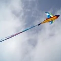 TheToonPlanet-Portfolio-COSTCO-kites-10 Costco kites design