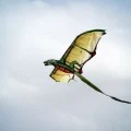 TheToonPlanet-Portfolio-COSTCO-kites-13 Costco kites design