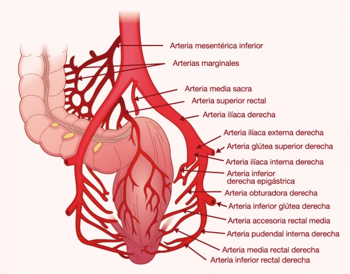 Bowel colon infographic graphic design illustrationhealth-infographic-illustration-graphic-design Bowel colon infographic graphic design illustration