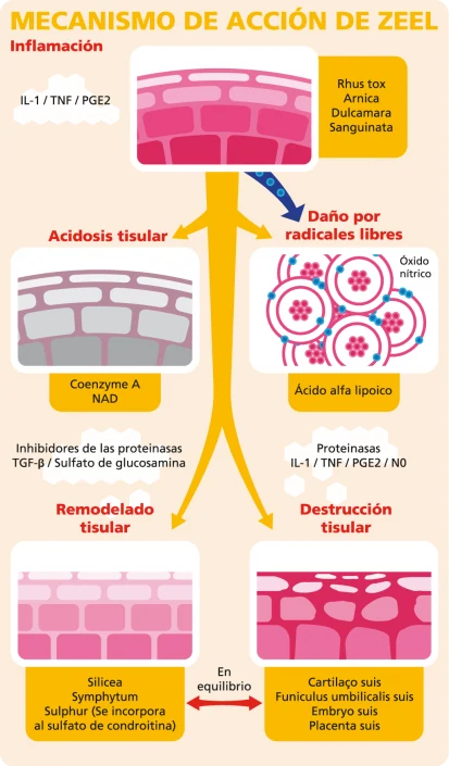 Infographic osteoarthritis graphic design artwork Infographic osteoarthritis graphic design artwork